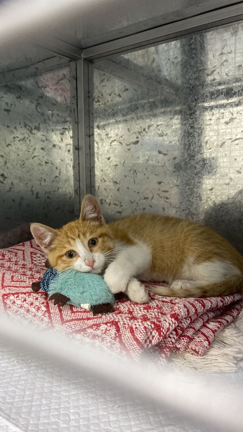 Equipo profesional Vidavet