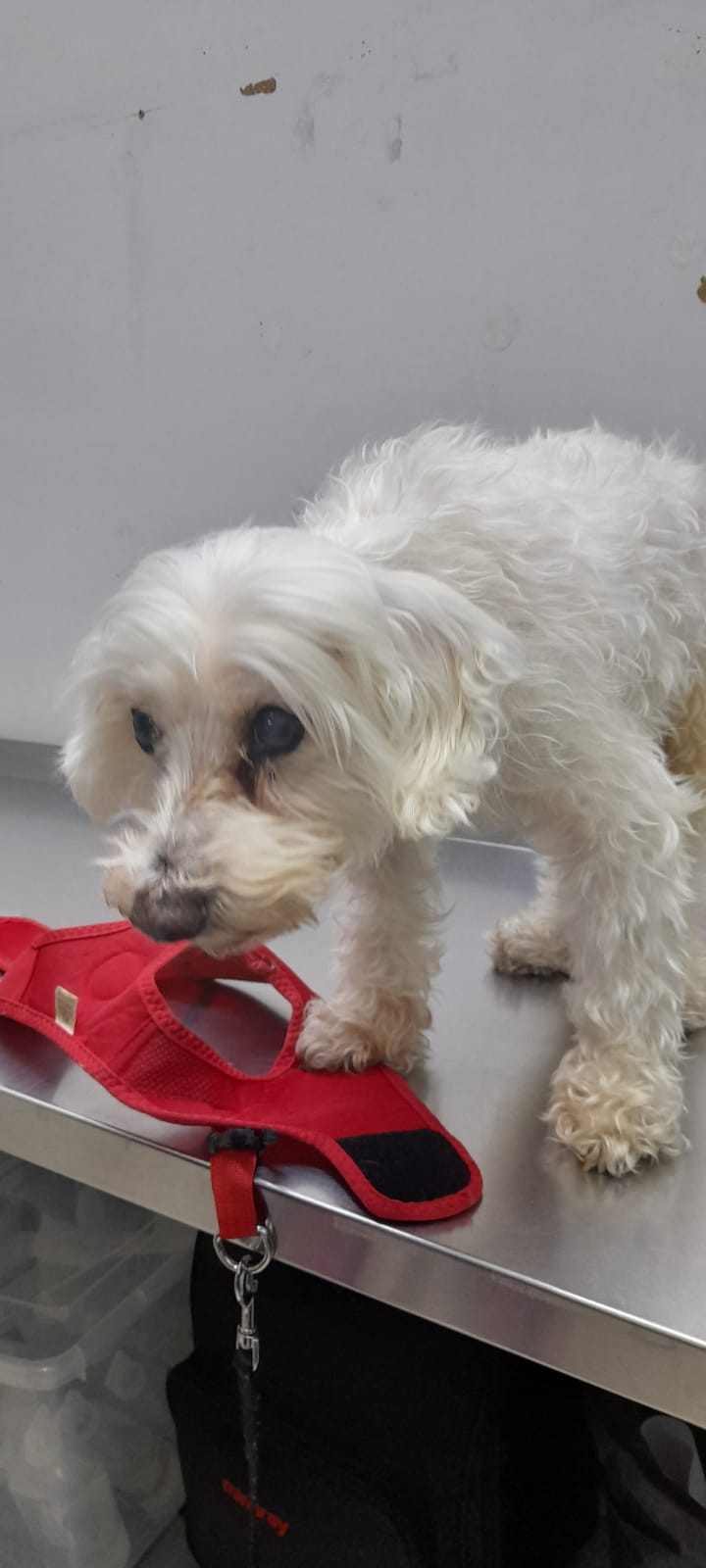 Mascotas en Vidavet Providencia